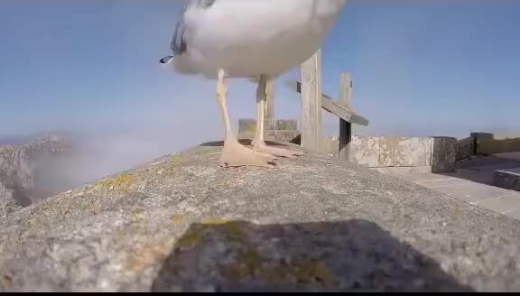 Video này do Hải Âu đăng à?