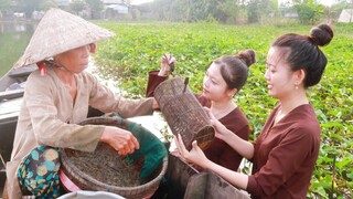 Dở Dớn Bắt Cua Đồng Nấu Bún Riêu Cua ● Nắng Đẹp Miền Tây | NĐMT #19