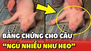 Đây là lý do vì sao người ta hay bảo rằng "NGỦ NHIỀU NHƯ HEO" 😂 | Yêu Lu
