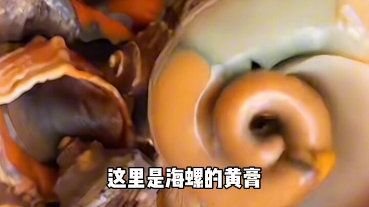很多人喜欢吃海螺，但是又不会吃海螺，今天我来教大家！