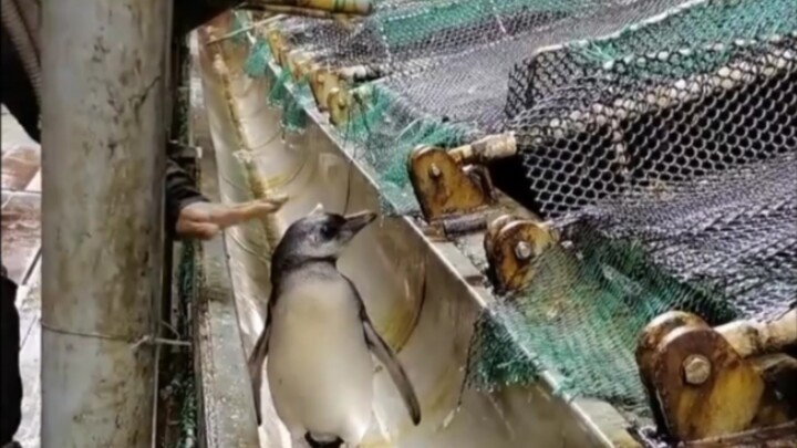 بطريق يقتحم عن طريق الخطأ سفينة صيد!