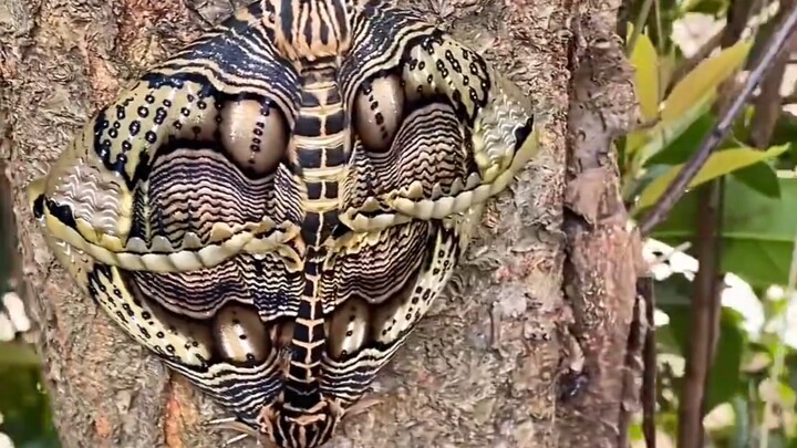 What kind of bug is this?
