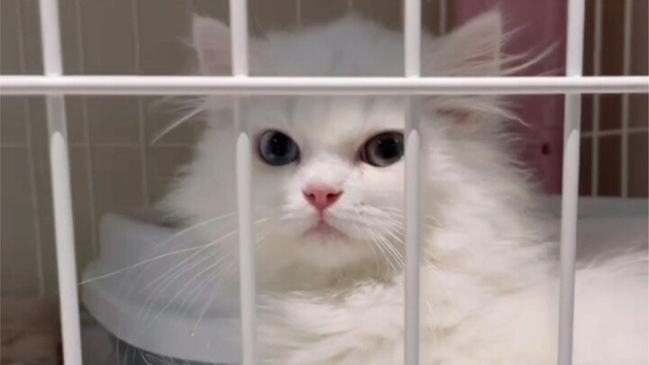 Tôi không hiểu, sao cô gái xinh đẹp kiêu kỳ lại hóa thành cô nàng ngốc nghếch thế này khi về đến nhà