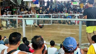 1 EYE VS TALISAY 🐓