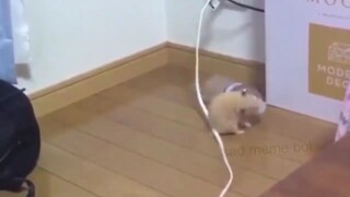 Mouse bottle dance 💃👯