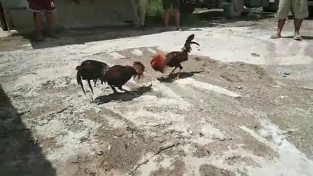 Baladad Game Bird