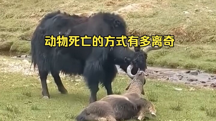 การพิสูจน์สาเหตุการตายอันพิสดารของสัตว์ 32