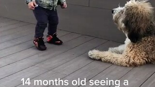 เด็กชายวัย 14 เดือนพบสุนัขเป็นครั้งแรก ก็อยากผูกมิตรกับมันทันที