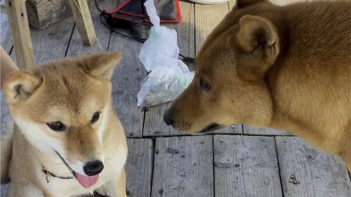 Too direct—so rude!