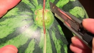 这瓜一看就不好吃，这要是能好吃，我把它全吃了。