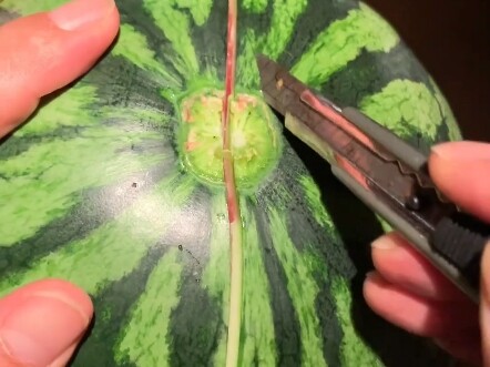 这瓜一看就不好吃，这要是能好吃，我把它全吃了。