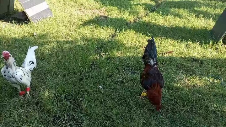 test test #gamefowl #sabong #labanan