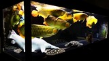 8 jenis ikan hias air tawar yang bisa disatukan dengan ikan arwana