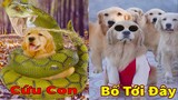 Thú Cưng TV | Trứng Vàng và Trứng Bạc #21 |Chó Golden Gâu Đần thông minh vui nhộn |Pets smart dog