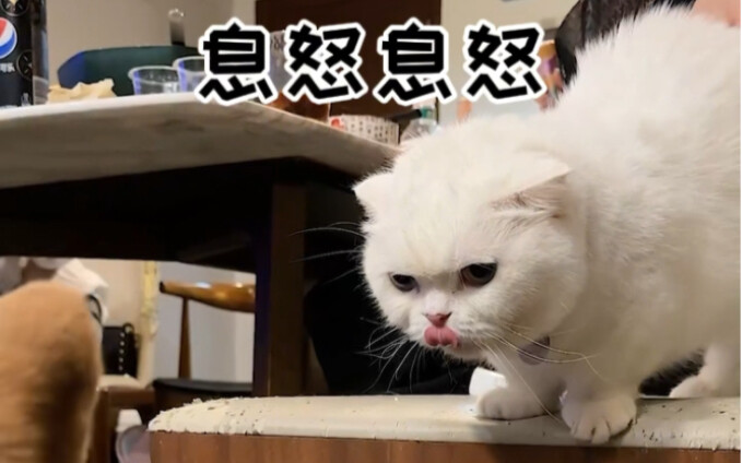 Ketika kucing di rumah saya jadi suka memanfaatkan manusia!
