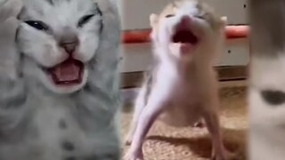 I will check the growth of cat memes regularly~