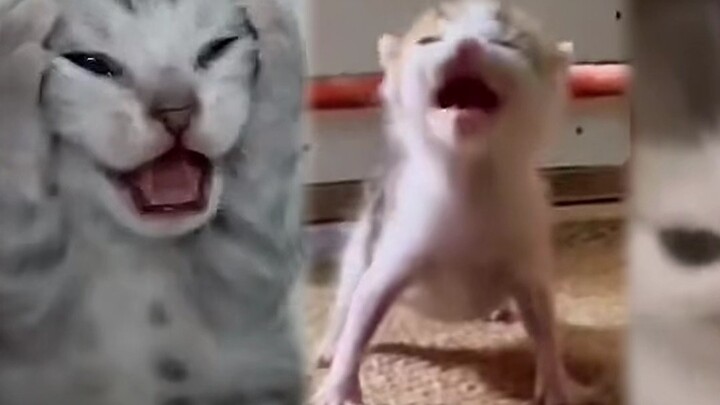 I will check the growth of cat memes regularly~