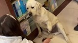 Con chó ở lại thư viện trường đại học, hành động dễ thương và không chịu rời đi, nhân viên bảo vệ cũ