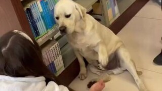 Anjing itu tetap tinggal di perpustakaan universitas, bertingkah lucu dan menolak pergi, dan penjaga
