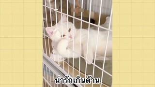 เพื่อนตัวน้อยแสนซน : น่ารักเกินต้าน