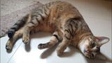 You need to know! Why Do Cats Roll Over on Their Backs?