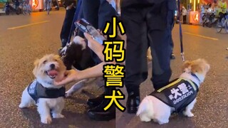 这只小码警犬把路人都萌翻了，它是怎么拿到编制的？