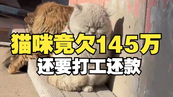 Mèo con thậm chí không thể ngờ rằng chỉ trong vài tháng mà đã nợ tới 1,45 triệu, lại còn phải tự đi 