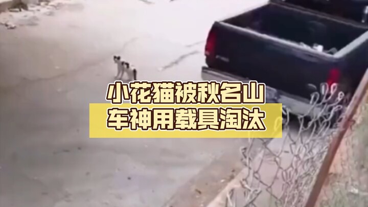 เจ้าแมวน้อยถูกเทพแห่งภูเขาชิวหมิงใช้พาหนะกำจัดออกไป