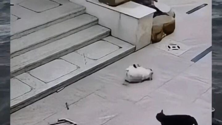 Funny Video Compilation Part 4