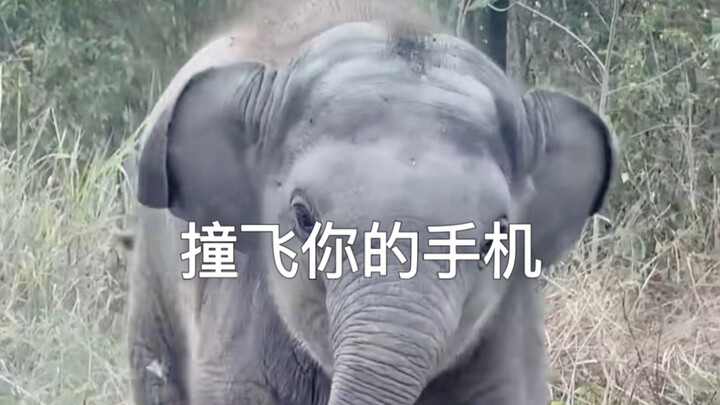 Jangan sekali-kali berbisik-bisik di depan gajah kecil.