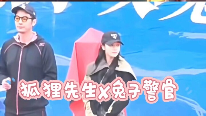 【狐狸先生✘兔子警官】【迪丽热巴✘金世佳】谁懂！！！