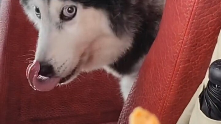 It’s so well-behaved—so hungry yet it doesn’t even bark 😭