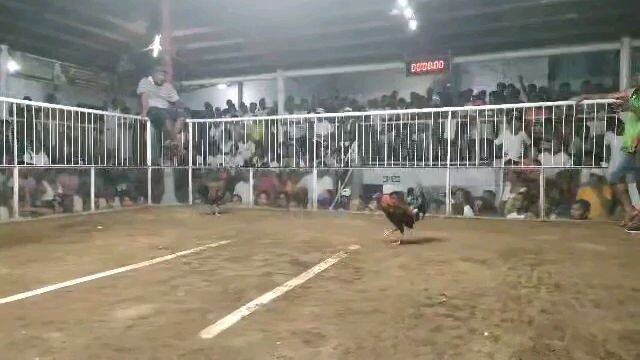 Coron festival 3cock derby Tiwi albay #win
