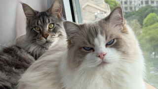 เห็นได้ชัดว่าเมื่อคืน 520 ค่อนข้างเหนื่อยนะ...