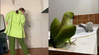 It feels like watching a new kind of bird video
