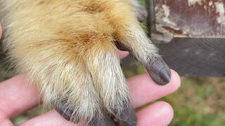 Do golden monkeys’ nails need to be trimmed?