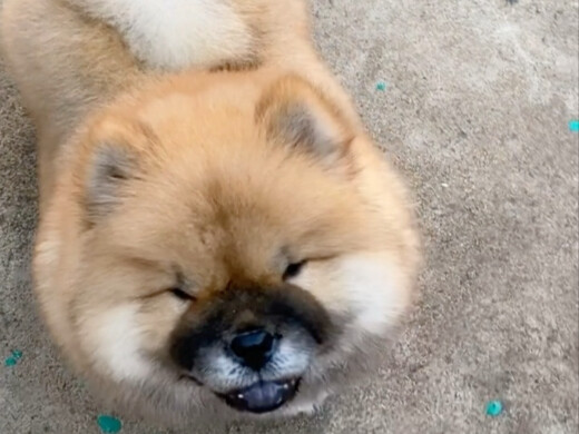 Dogs are way too easy to fool, aren’t they?