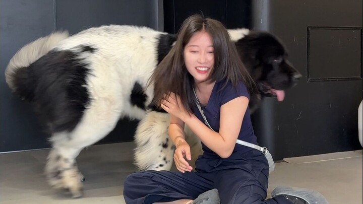 Mới một tuổi rưỡi đã nặng 150 cân? Hôm nay dắt chó khổng lồ Newfoundland đi dạo