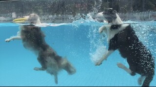 ครั้งแรกที่ได้เห็นการขุดดินของสุนัขชัดเจนขนาดนี้