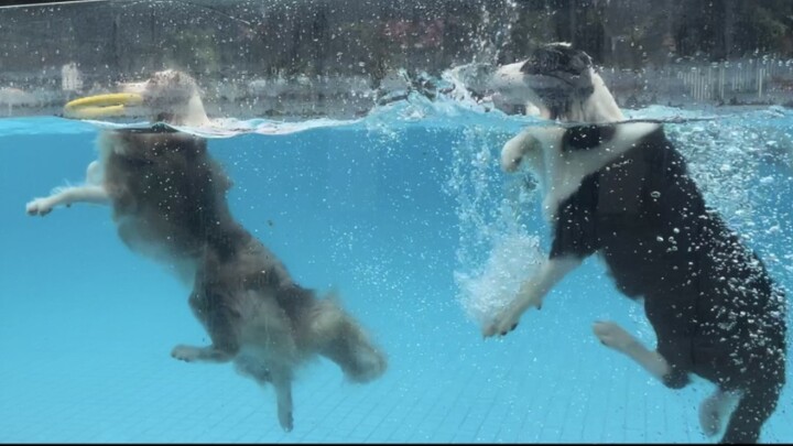 ครั้งแรกที่ได้เห็นการขุดดินของสุนัขชัดเจนขนาดนี้