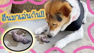 โลกของแสนดี ตอน แสนดีช่วยจับลูกหนู🐭