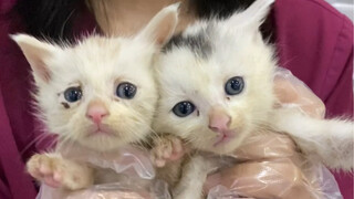 هذه القطة الصغيرة لا بد أن تلتحق بكلية كات ده لحضور دورة تدريبية للقطط الجيدة