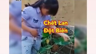 Xem xong chỉ việc cười 😂 - Phần 80 KTLN 24h |Funny Videos