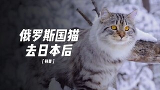 普大大送日本人的猫得冠状病毒了？战斗民族的猫你养得起么