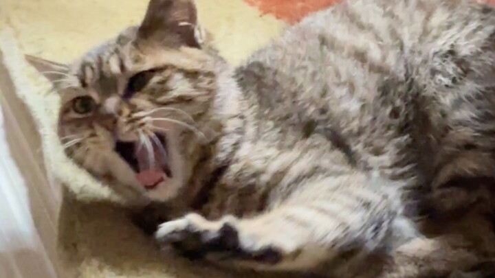 The fastest cat-rescue update on the entire internet (confronted by a bold little cat)