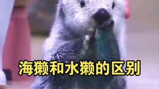 海獭和水獭的区别