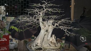 bonsai sumo time lapse - kalyos - bonsai philippines