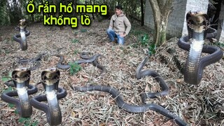 Cu Đen Gào Thét Kêu Cứu Trong Nhà Hoang Khi Bị Đàn Rắn Hổ Mang Khổng Lồ Tấn Công | SBATVC