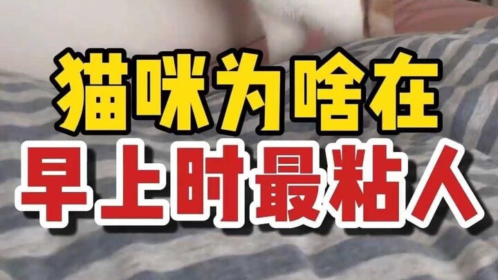 ทำไมแมวถึงติดคนมากที่สุดในตอนเช้า?
