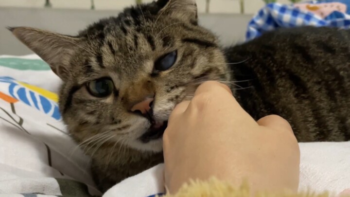 The kitten rubbed against my hand, acting cute, and got shocked by static electricity—its eyes cross